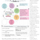 Verse Map Journal pdf- SPANISH